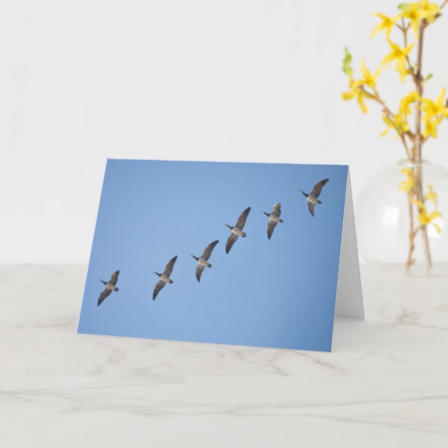 Tarjeta Barnacle Geese (flor amarilla)