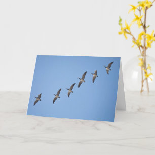 Tarjeta Barnacle Geese