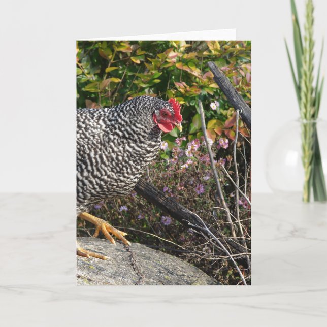 Tarjeta Barred Rock Hen (Anverso)