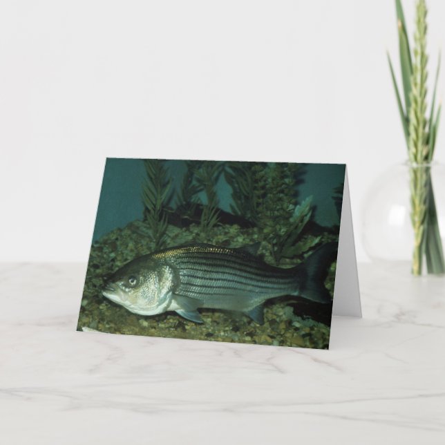 Tarjeta Bass rayado (Anverso)