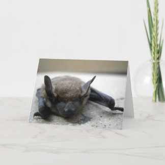 Tarjeta Bate marrón pequeño (Myotis lucifugus)