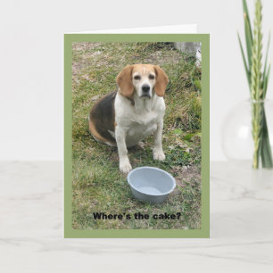 Tarjeta Beagle mirando hacia arriba desde su tazón de comi