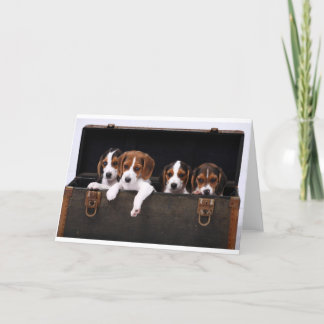 Tarjeta Beagles