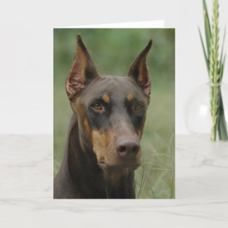 Tarjeta Beautiful Doberman