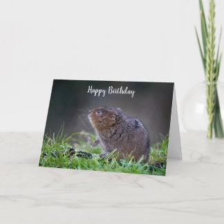 Tarjeta Beautiful Water vole Greeting Card