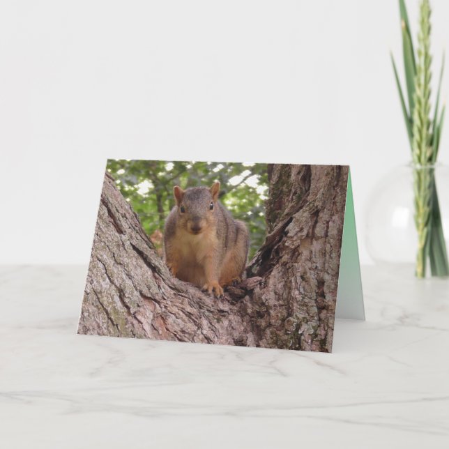 Tarjeta Bebé Ardilla Lindo en Árbol Blanco (Anverso)