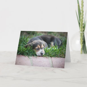 Tarjeta Bebé del beagle en hierba