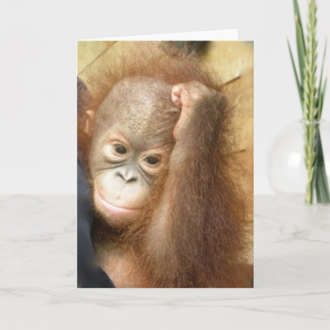Tarjeta Bebé del orangután (Anverso)