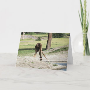 Tarjeta Bebé Giraffe (ternera) Bebiendo foto animal de vid