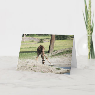 Tarjeta Bebé Giraffe (ternera) Bebiendo foto animal de vid