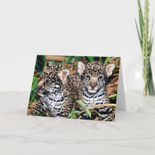 Tarjeta Bebé Jaguar Cubs