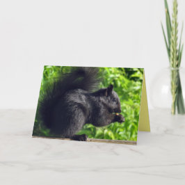 Tarjeta Bebé lindo Ardilla negra comiendo semillas Natural