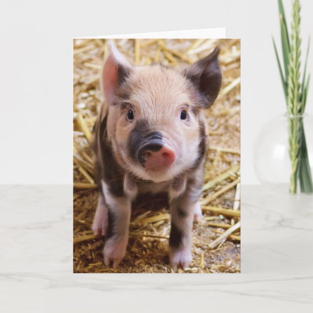 Tarjeta Bebé lindo lechón Granja de animales Barnyard Babi (Anverso)