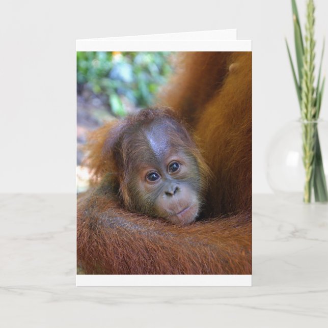 Tarjeta Bebé lindo Orangutan (Anverso)