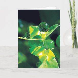Tarjeta Beber gotas en pepitas verdes naturaleza pacífica