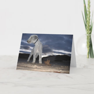 TARJETA BEDDY EN LA PLAYA