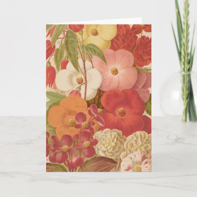 Tarjeta Begonia | George Nicholson (Anverso)