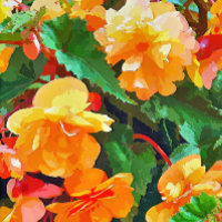 TARJETA BEGONIAS