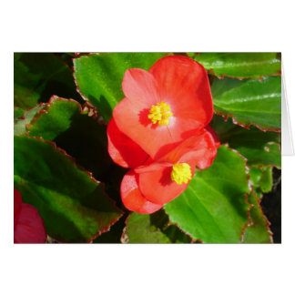 Tarjeta Begonias Roja