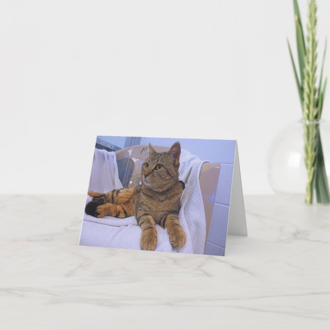 Tarjeta Bella Tabby Marrón (Anverso)