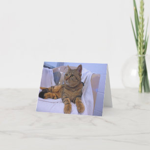 Tarjeta Bella Tabby Marrón