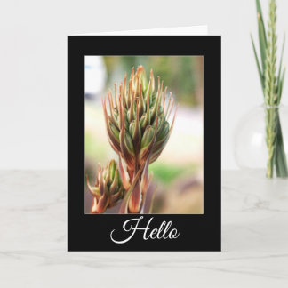 Tarjeta belleza aloe, Hola.