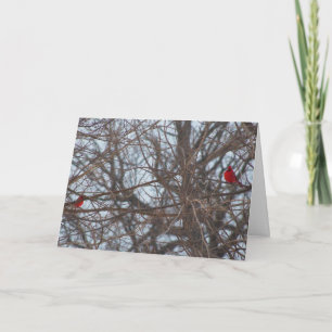 Tarjeta Belleza creada por Dios, cardenales