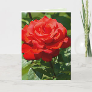 Tarjeta Belleza de Rosa