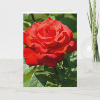 Tarjeta Belleza de Rosa