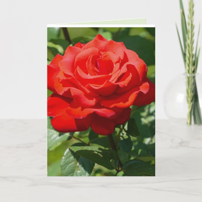 Tarjeta Belleza de Rosa (Anverso)