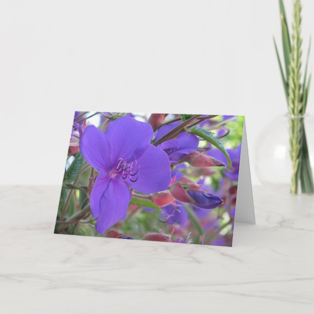 Tarjeta Bellezas púrpuras (Anverso)