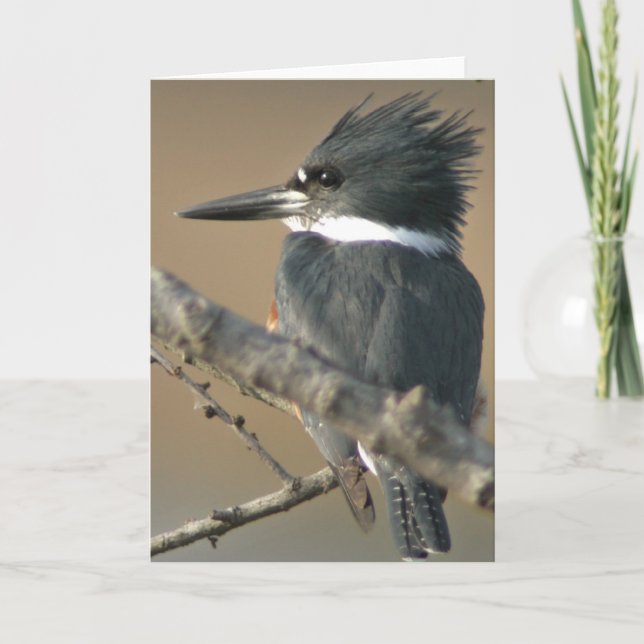 Tarjeta Belted Kingfisher (Anverso)