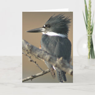 Tarjeta Belted Kingfisher