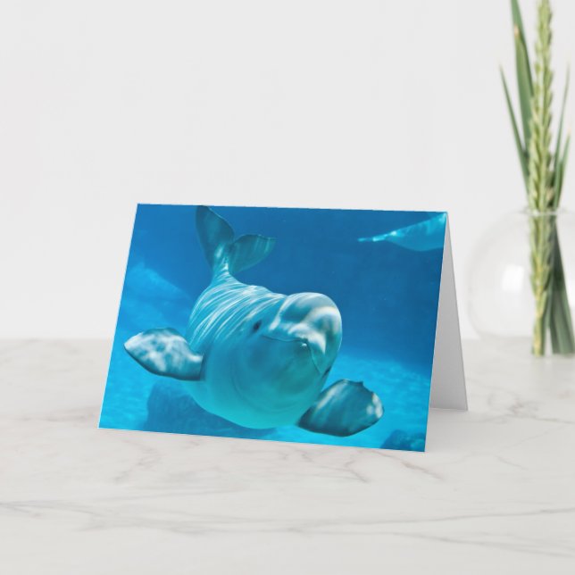 Tarjeta Beluga Whale (Anverso)