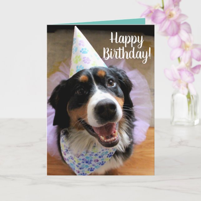 Tarjeta Bernese Mountain Dog Birday Card (Orquídea)