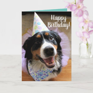 Tarjeta Bernese Mountain Dog Birday Card