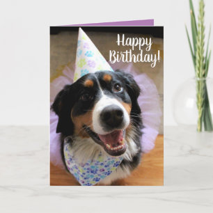 Tarjeta Bernese Mountain Dog Birthday