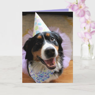 Tarjeta Bernese Mountain Dog Birthday