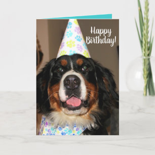 Tarjeta Bernese Mountain Dog Birthday