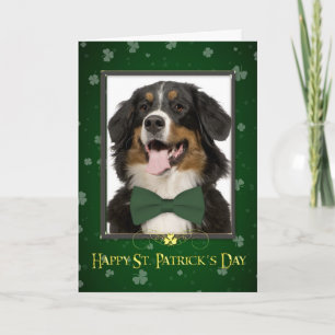 Tarjeta Bernese Mt. Dog St. Patrick's Day Card