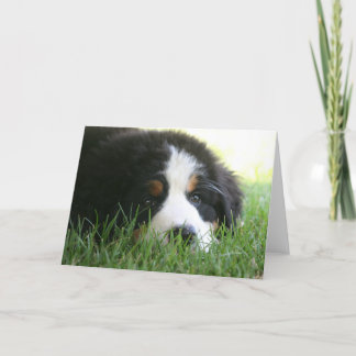 Tarjeta Bernese Puppy