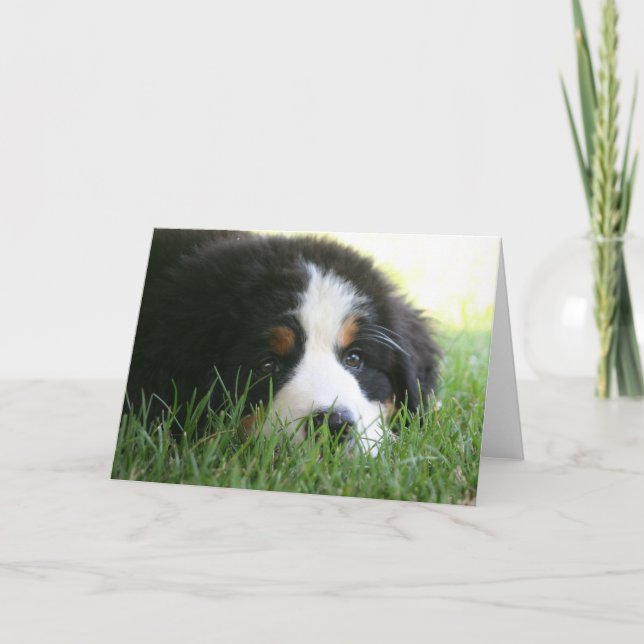 Tarjeta Bernese Puppy (Anverso)