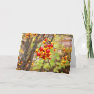 Tarjeta Berries Bitterdulce