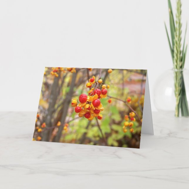 Tarjeta Berries Bitterdulce (Anverso)