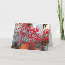 Berries rojas de invierno - Viñedo de Martha