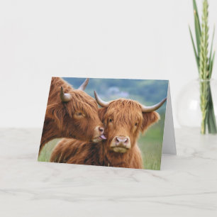 Tarjeta Beso de vaca Highland de aniversario