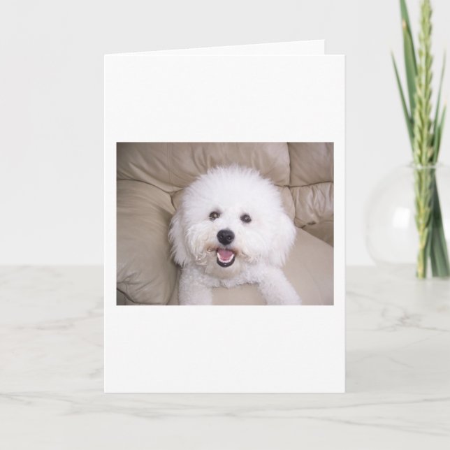 Tarjeta Bichon Frise (Anverso)