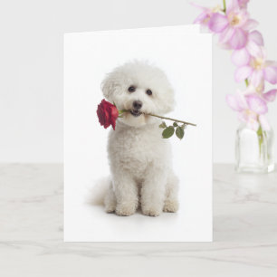 Tarjeta Bichon Frise de San Valentín – Dulce Devoción