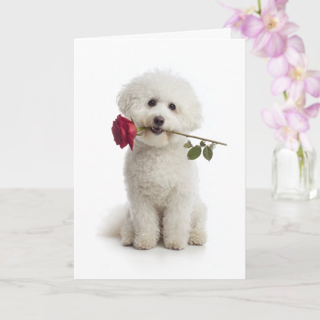 Tarjeta Bichon Frise de San Valentín – Dulce Devoción (Orquídea)