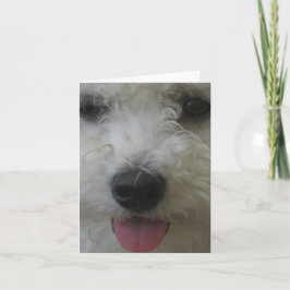 Tarjeta Bichon Frise - Notecard